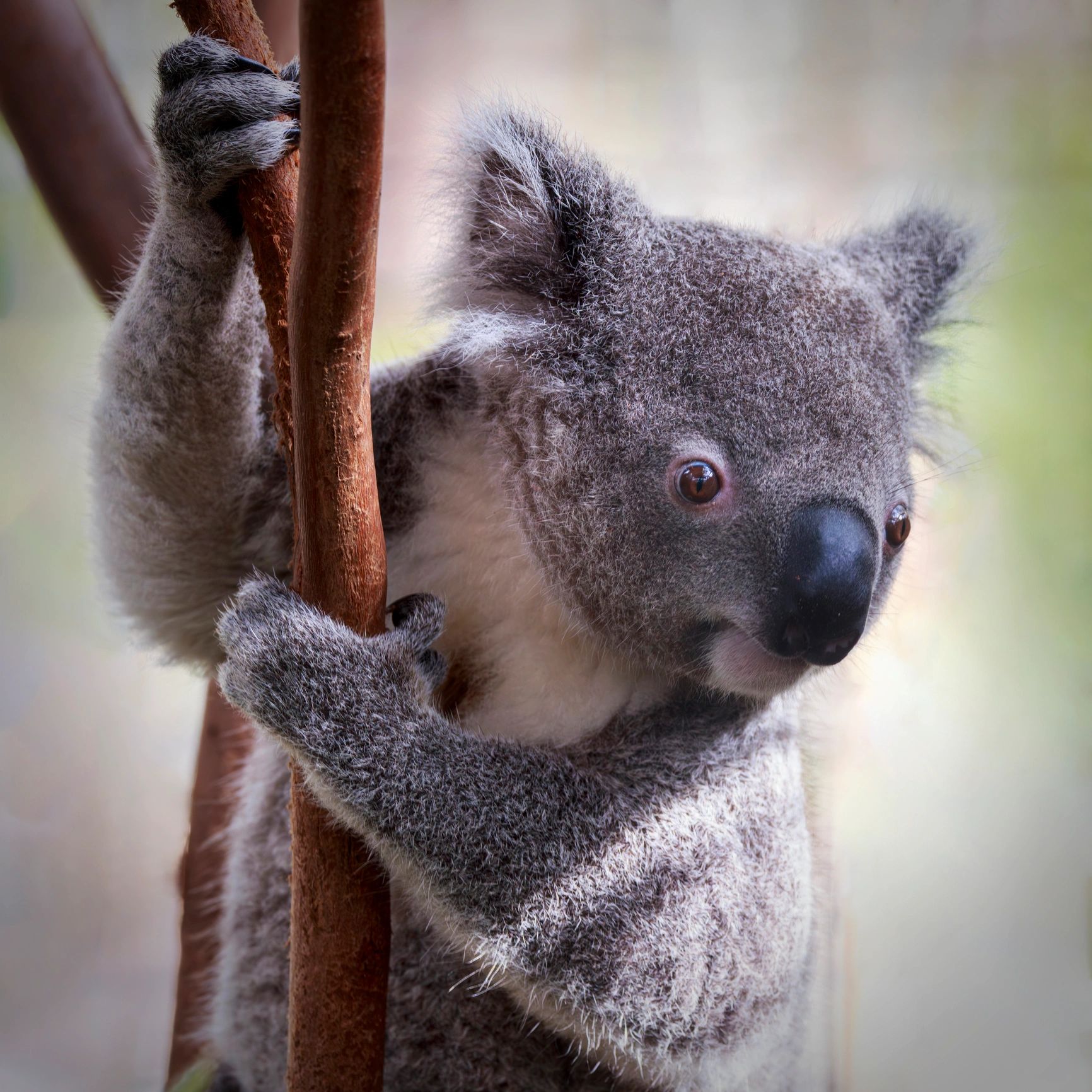 Close-up portrait of a koala in Australia