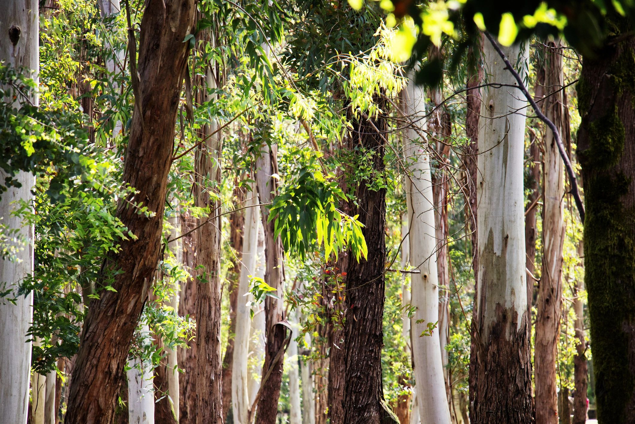 Sunlit eucalyptus grove, a natural koala habitat