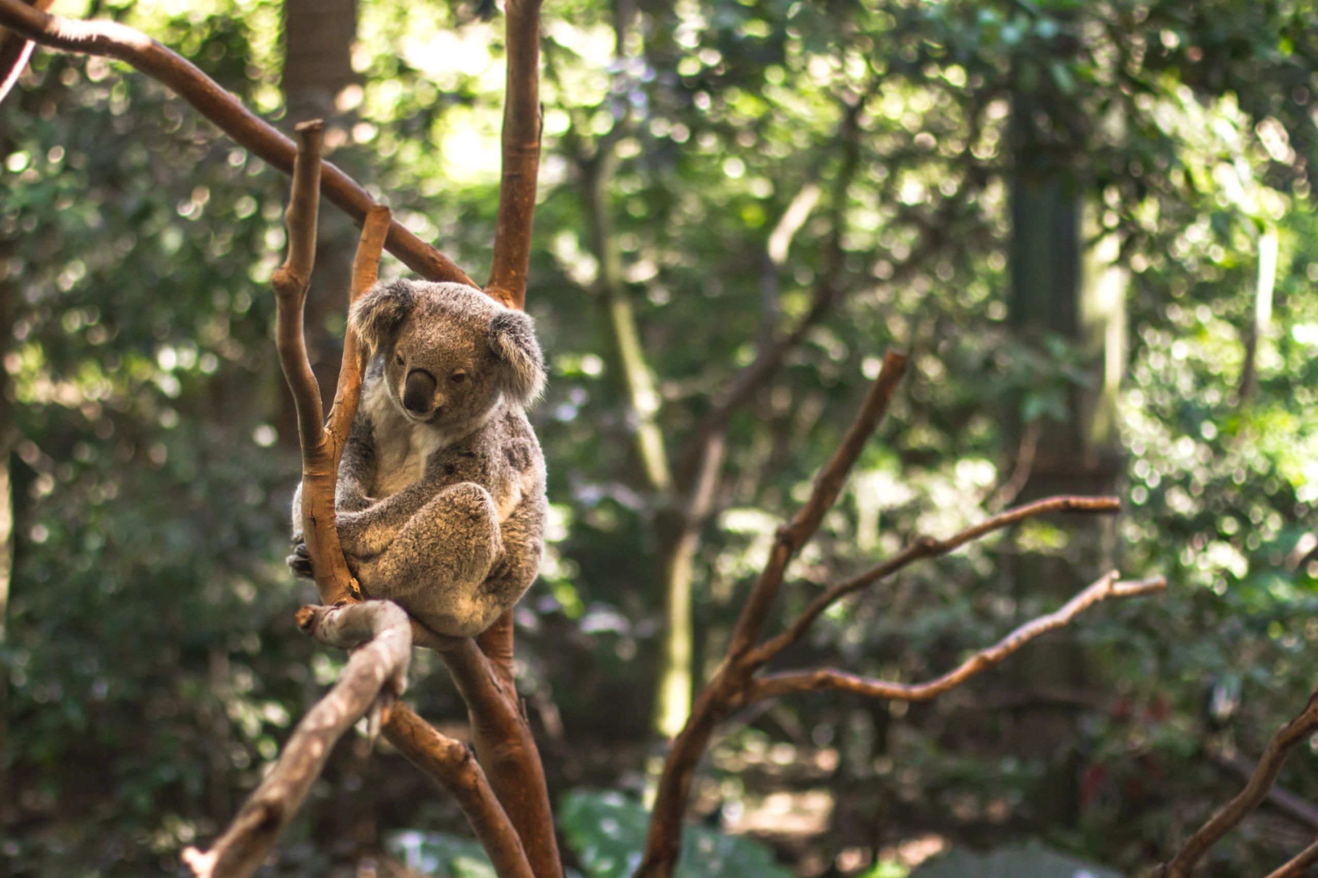 Koala resting among tree branches