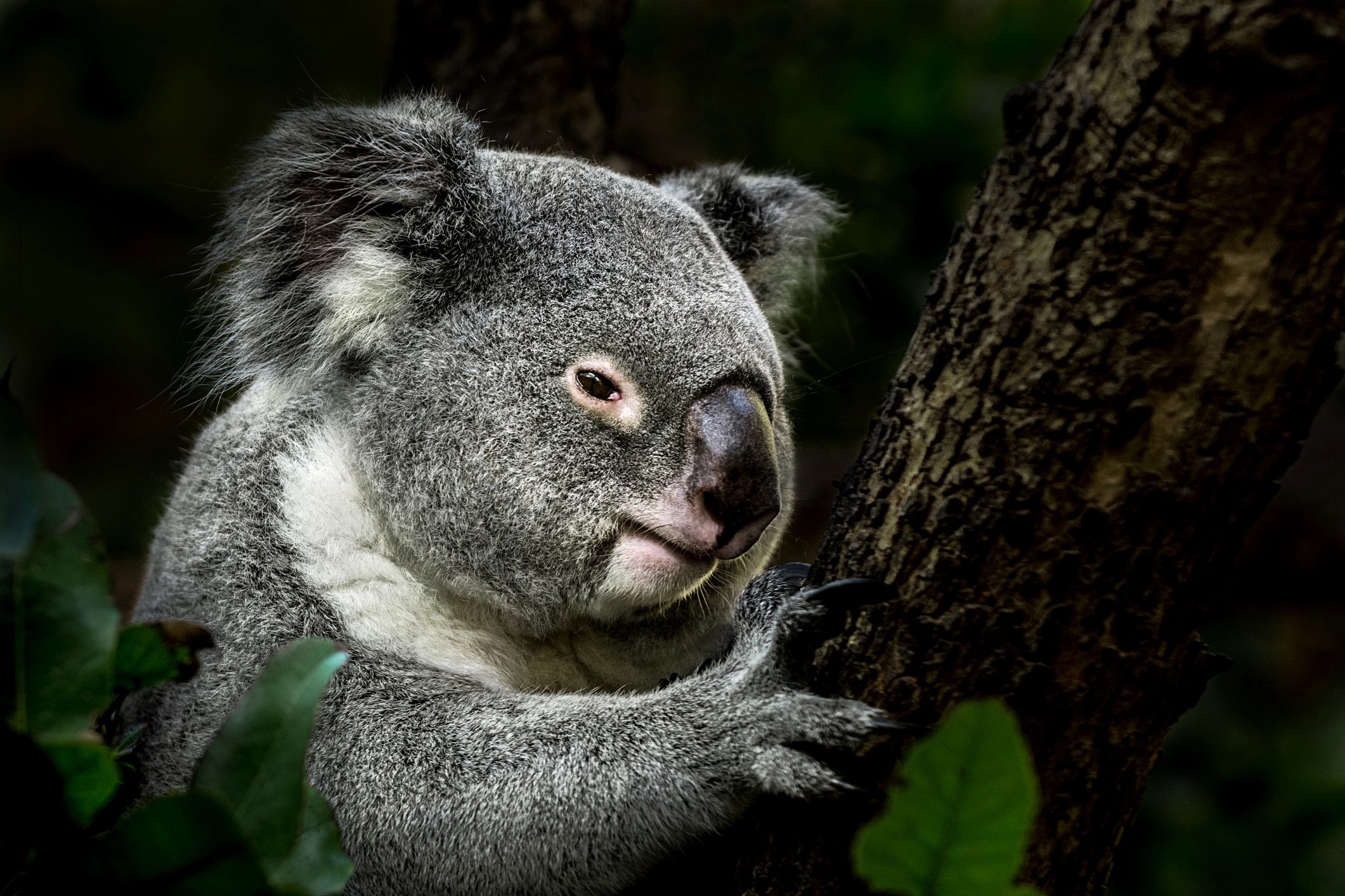 Koala resting on a eucalyptus tree